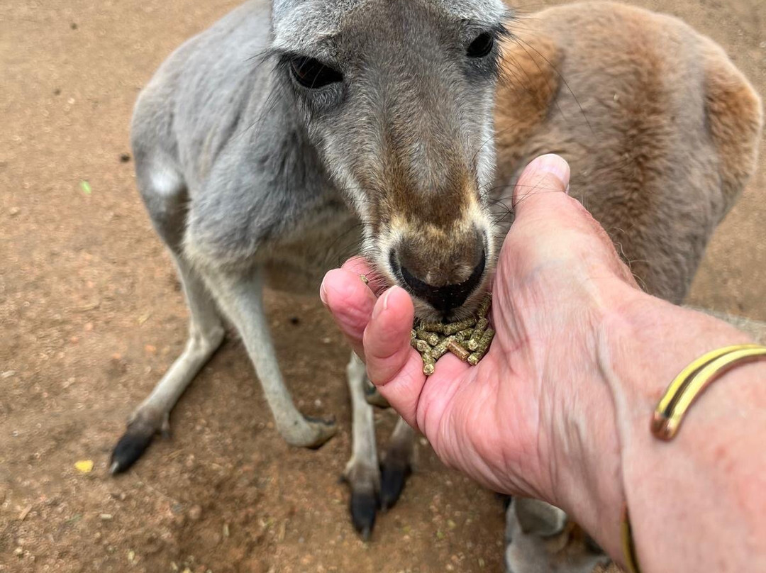 Koala Park Sanctuary景点图片