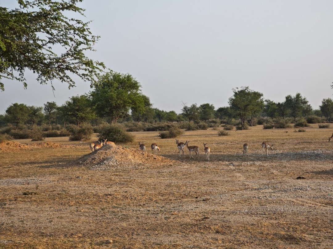 Tal Chhapar Black Buck Sanctuary-Sujangarh必去景点