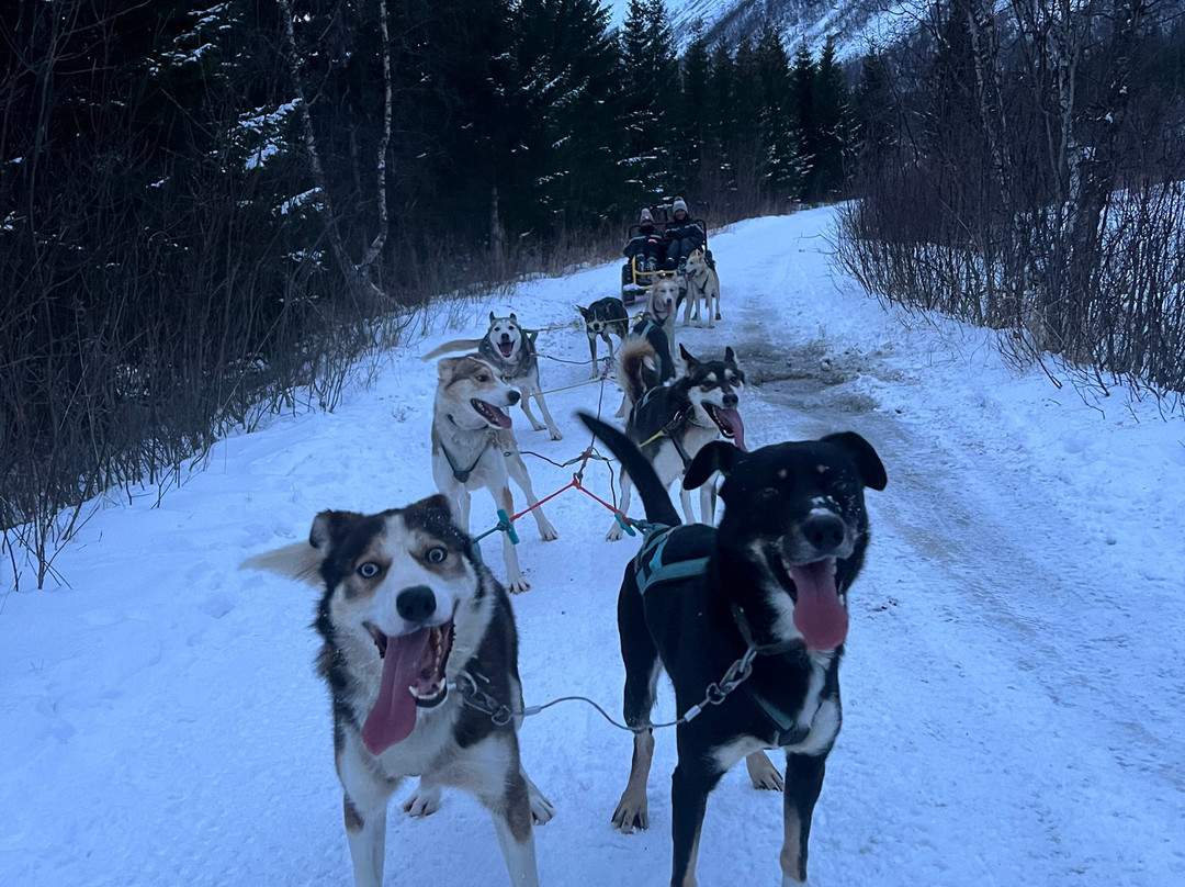 Kvaløya Husky景点图片