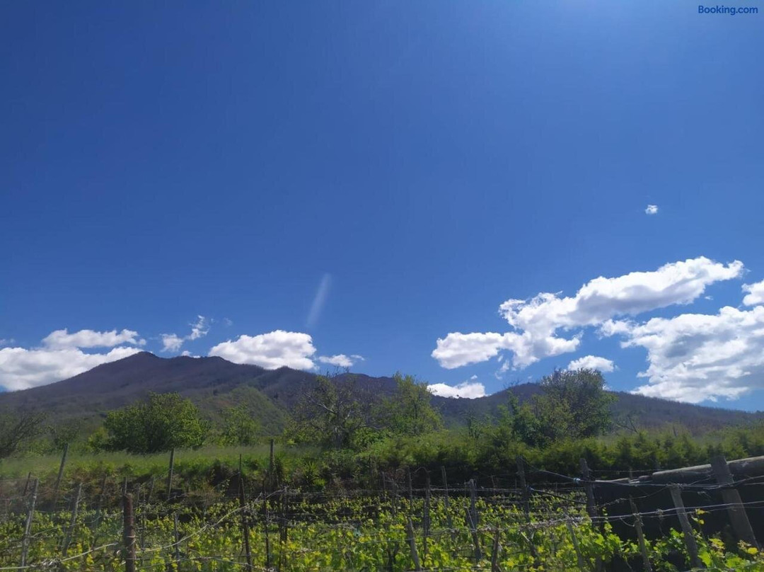 L'Orto del Vesuvio di Laura Guidone