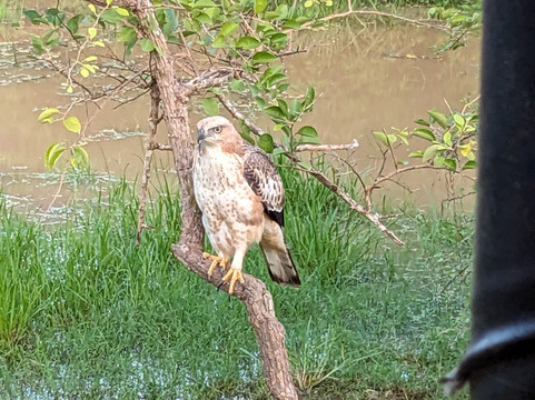 Yala One Safari-蒂瑟默哈拉默必去景点