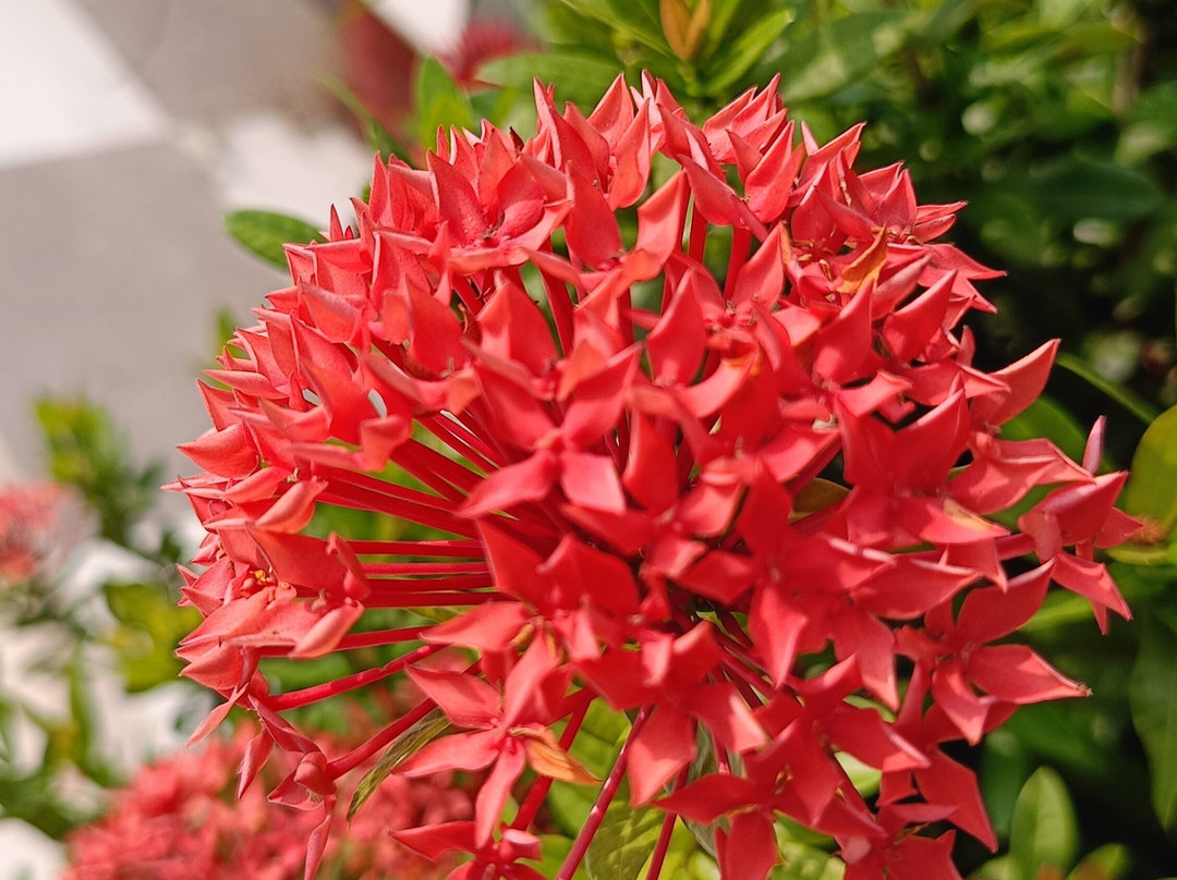 New Suranjana Resort主图