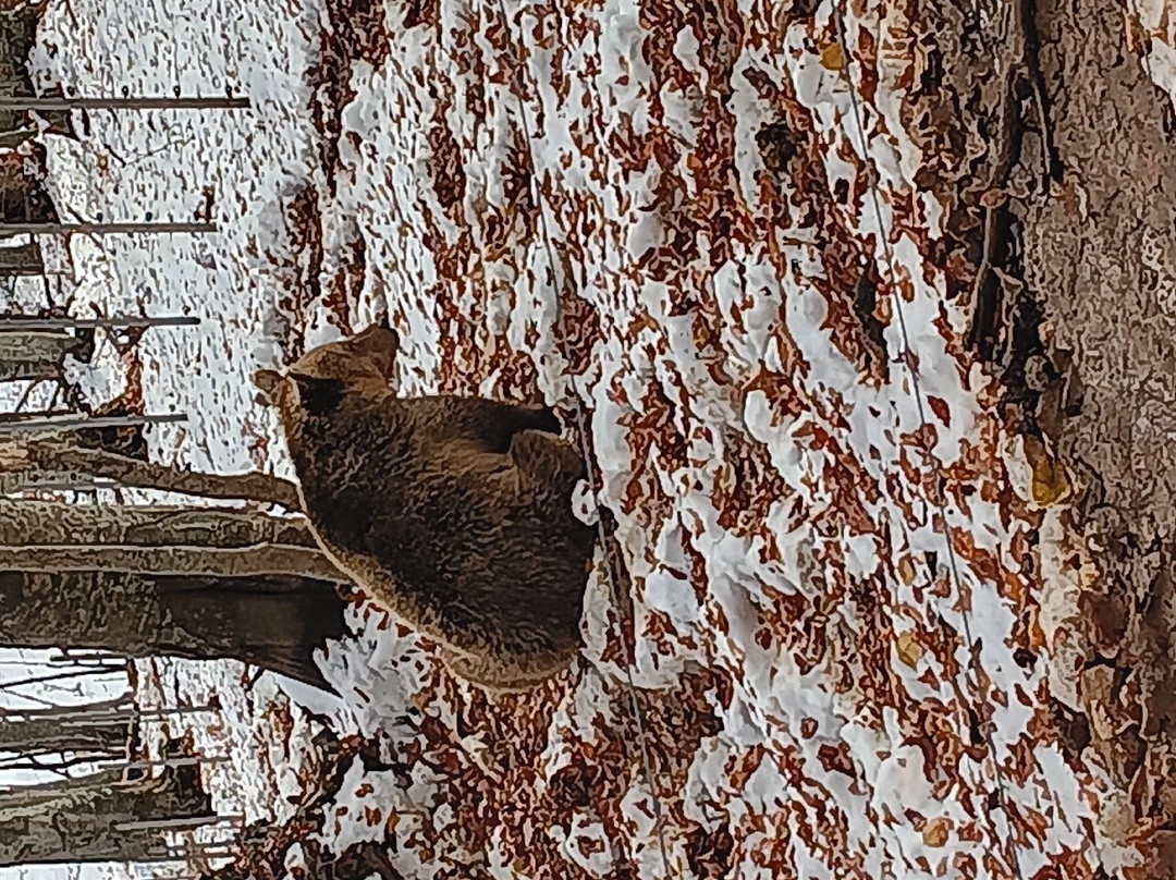 Arcturos Brown Bear Sanctuary景点图片