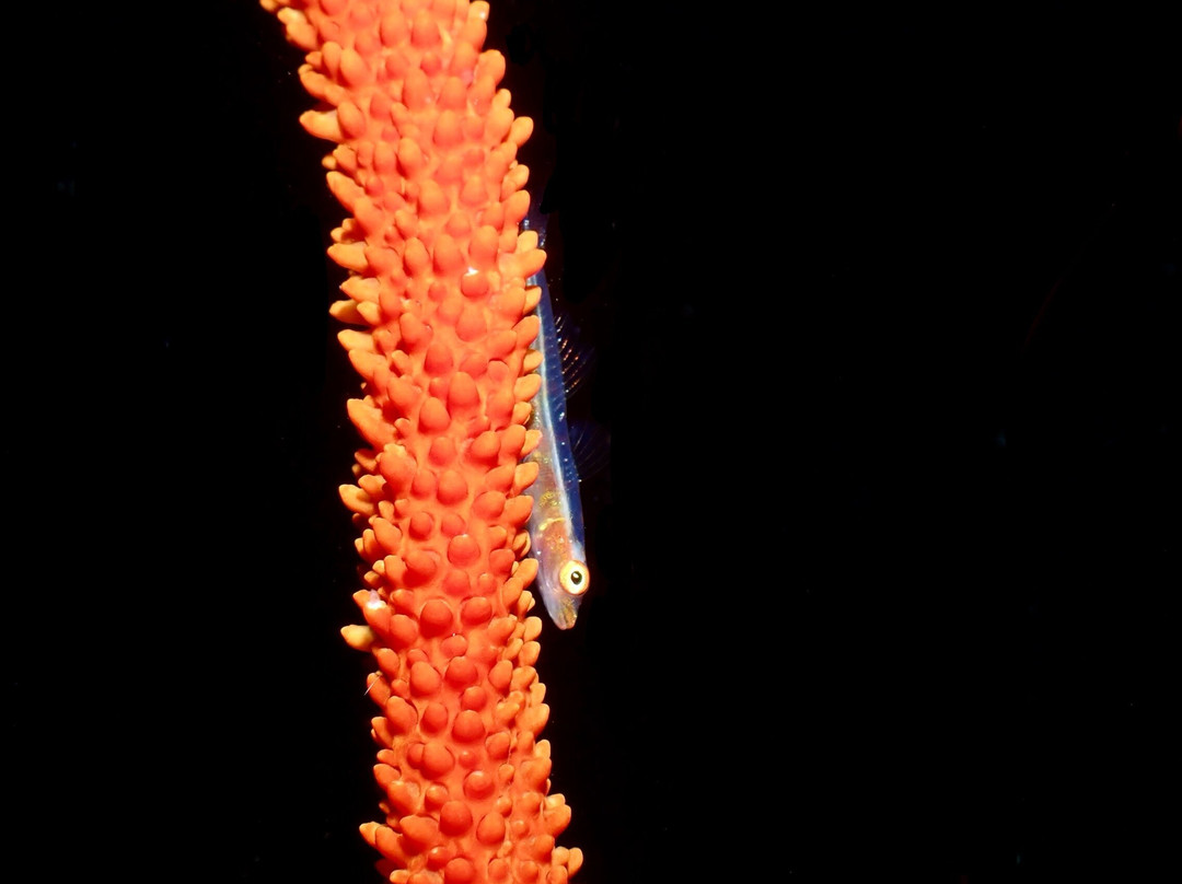 Blue Marlin Dive Gili Air景点图片