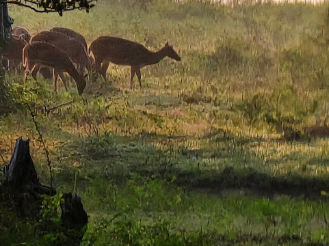 Yala Odyssey Tours-蒂瑟默哈拉默必去景点