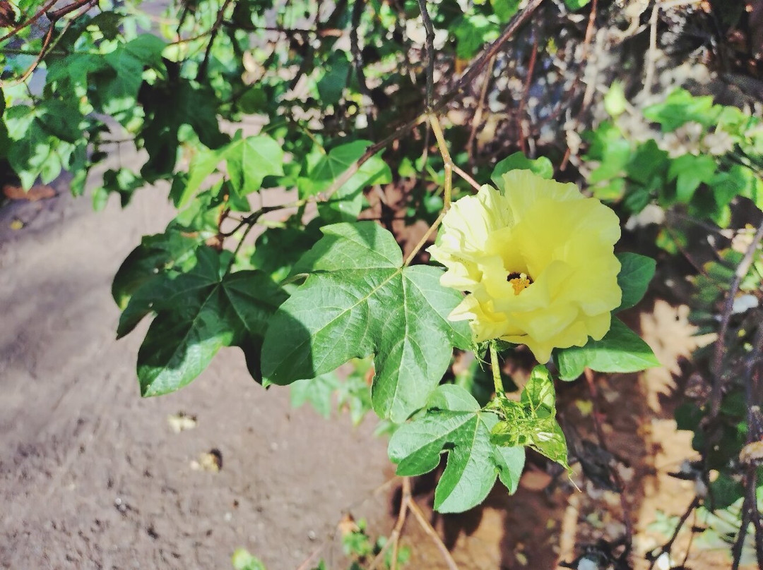 Botanical Park of Maspalomas (El Parque Botanico de Maspalomas)景点图片
