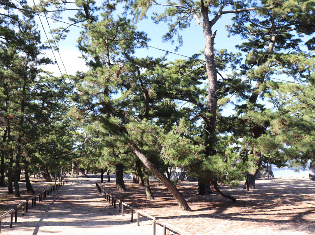 Tsuda Matsubara景点图片