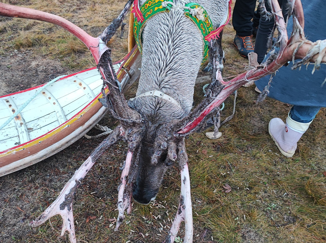 Tuula's Reindeer-伊纳里必去景点