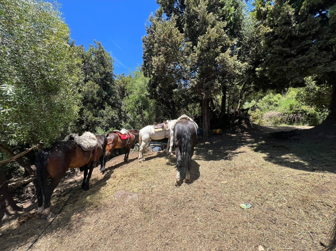 Cabalgatas Huara (Horse Ride Huara)-圣卡洛斯-德巴里洛切必去景点
