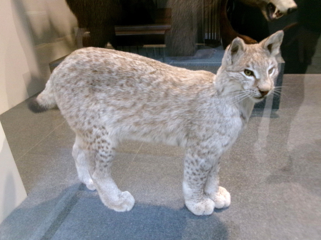 Zoologisches Museum der Universität Zürich-苏黎世必去景点
