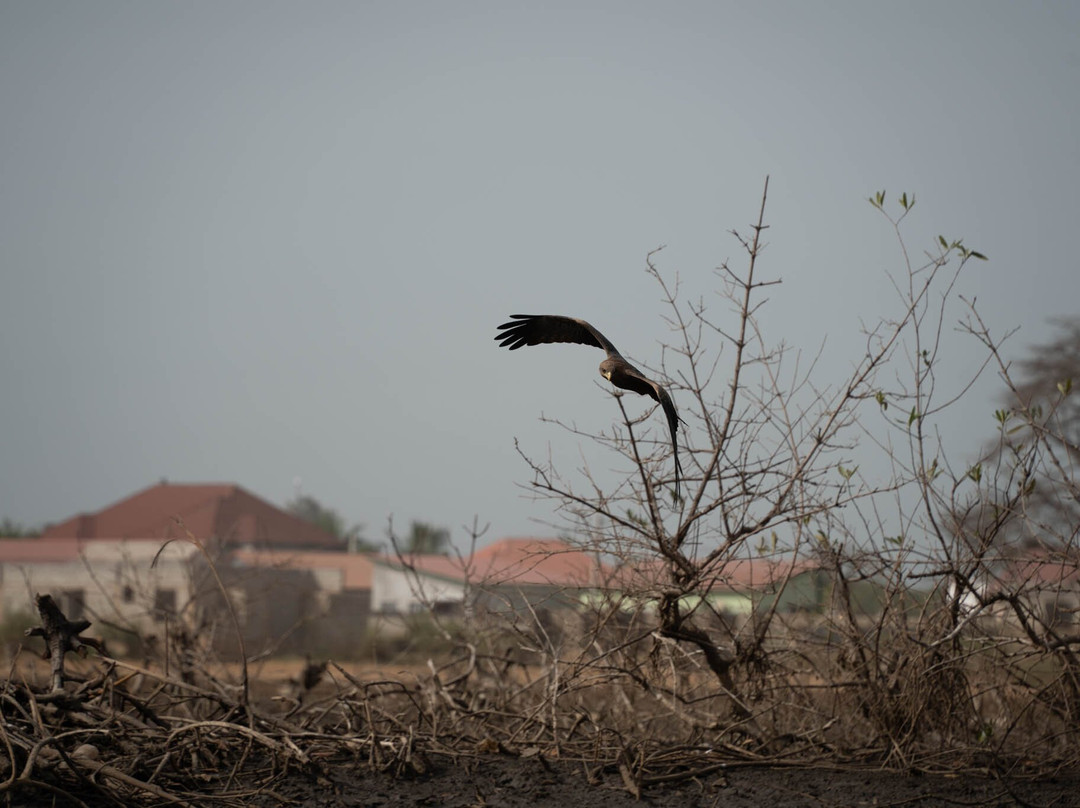 Gambian Bird Guide Ansuman Drammeh -  Best Boy Tours景点图片
