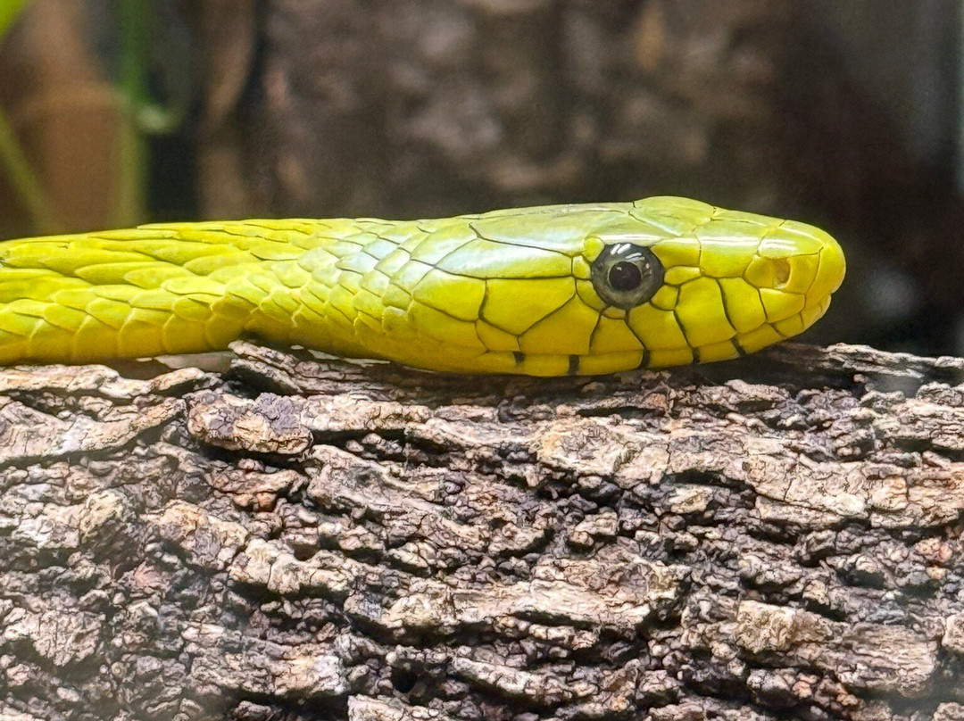 Animal World and Snake Farm Zoo-新布朗费尔斯必去景点