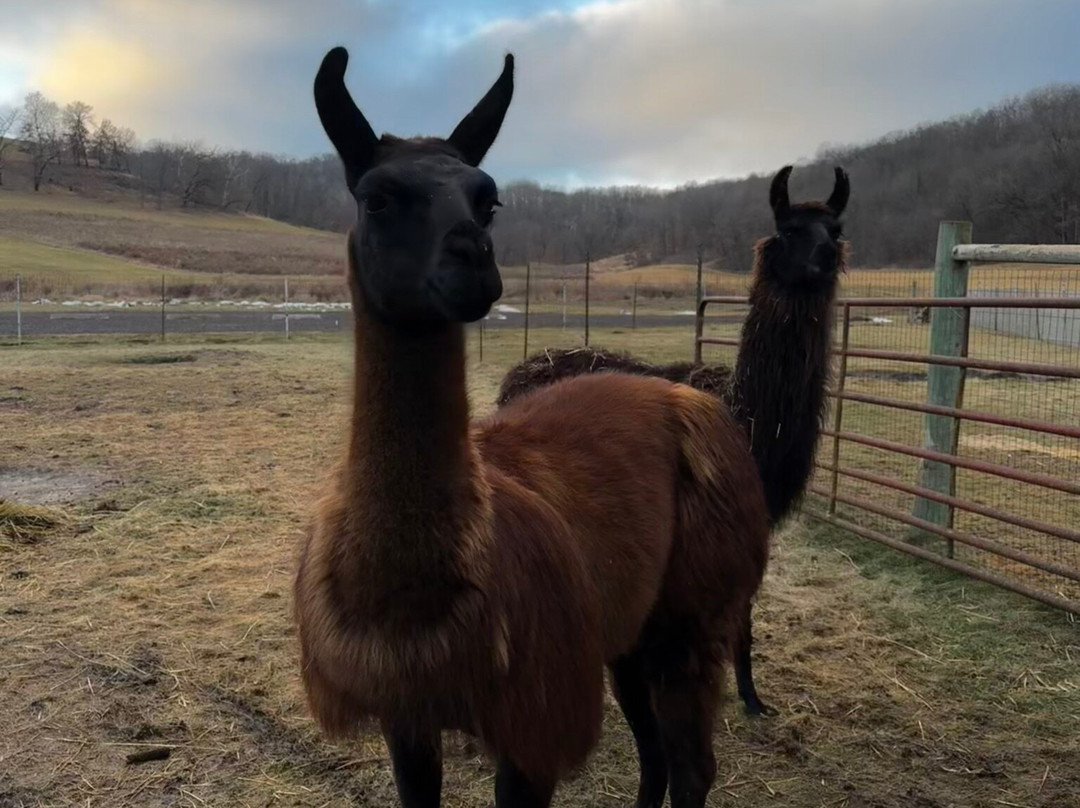 Justin Trails Resort, LLC主图