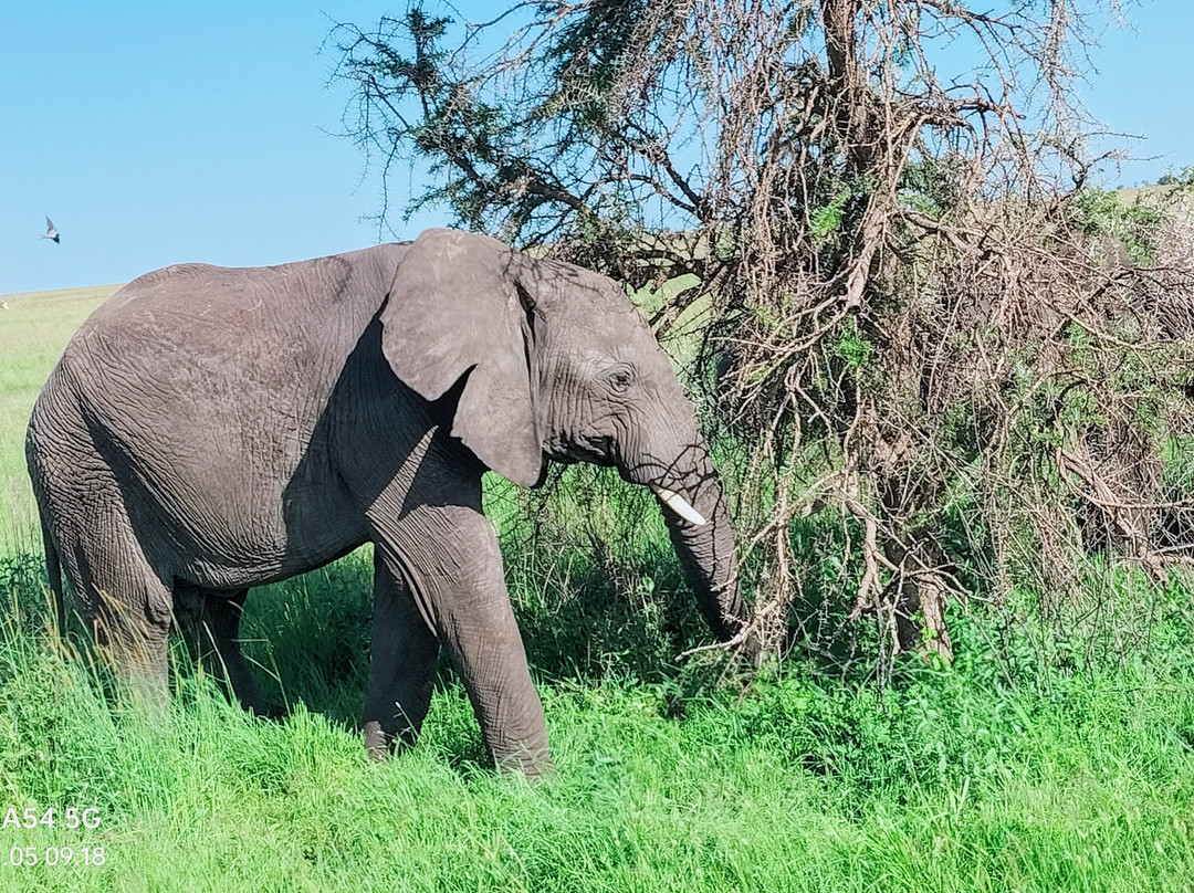 iTravel Safari & Expeditions-阿鲁沙必去景点
