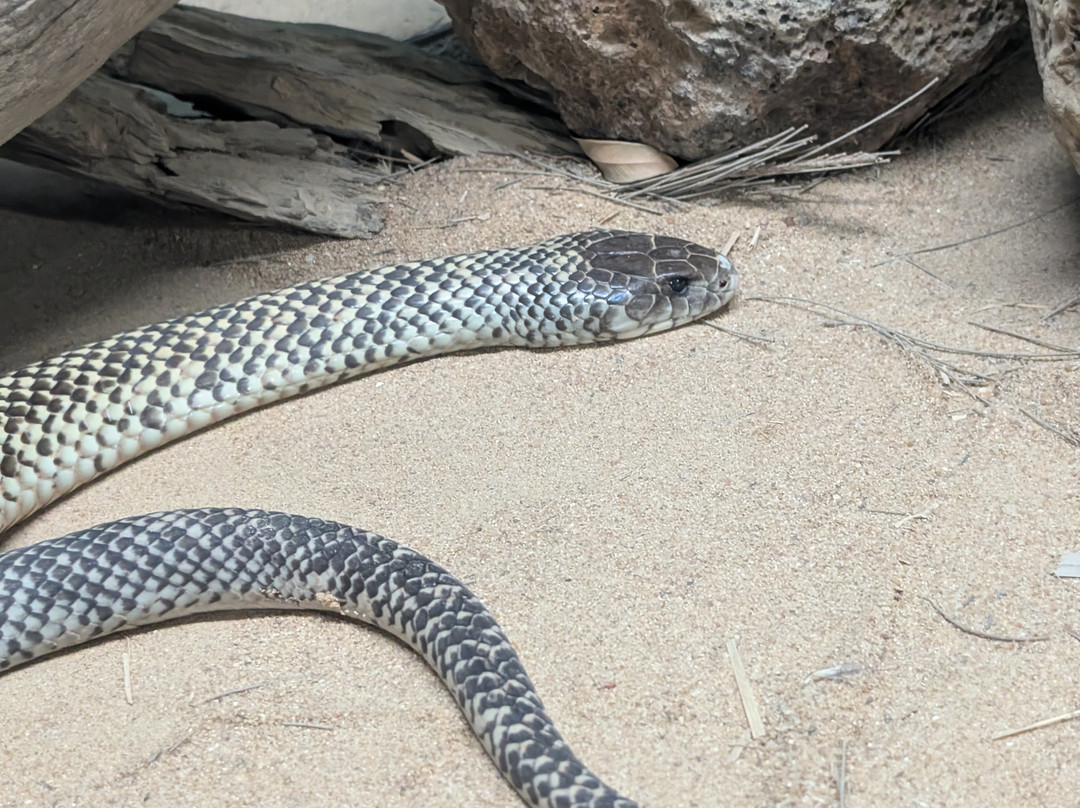 Snakes Downunder Reptile Park景点图片