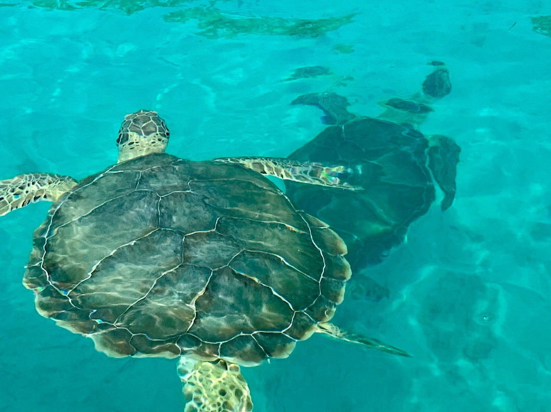 Sup Provo-普罗维登西亚莱斯必去景点