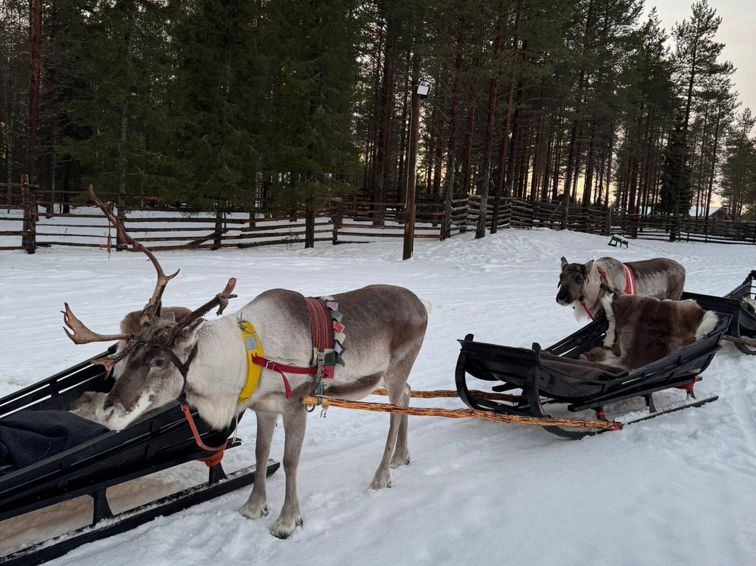 Kopara Reindeer Park景点图片