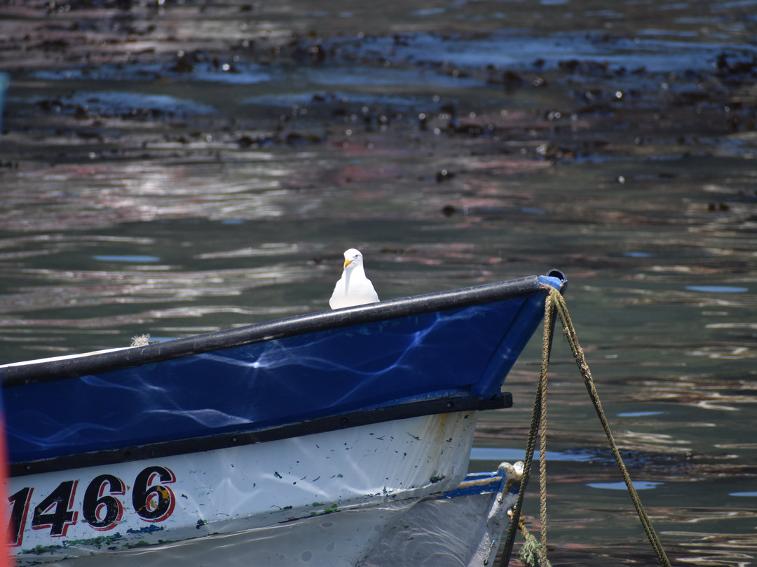 Caleta Tumbes-Talcahuano必去景点