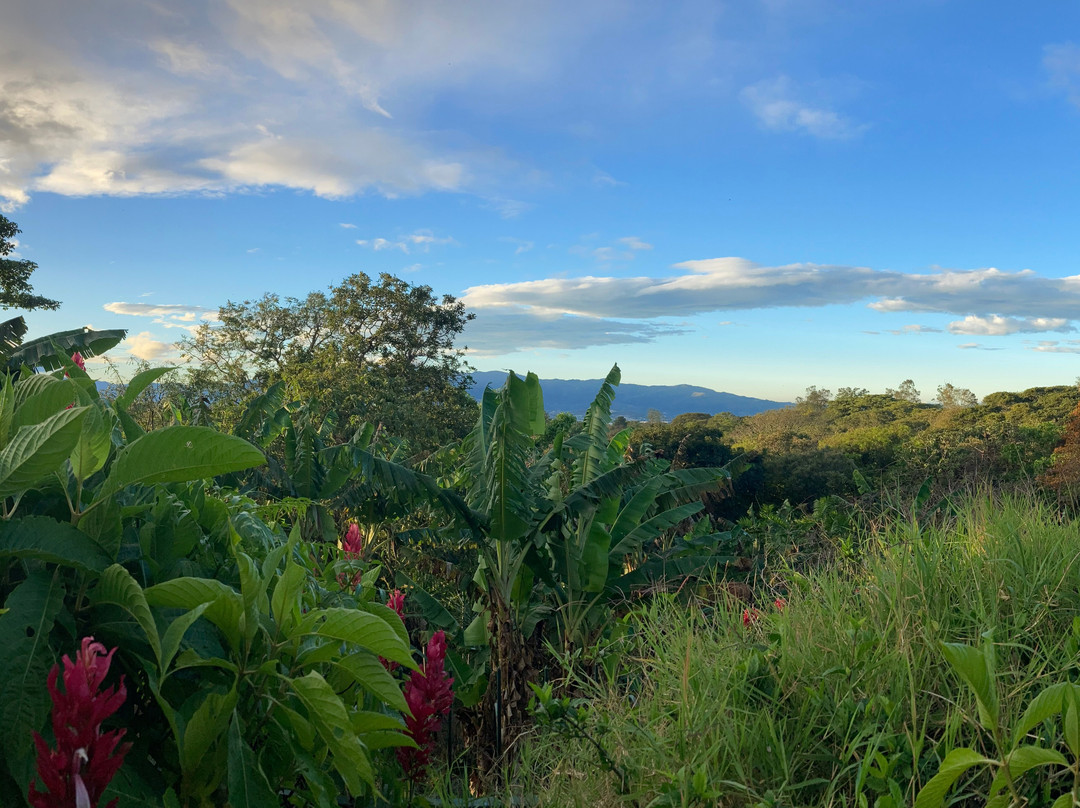 Finca Rosa Blanca Coffee Plantation景点图片