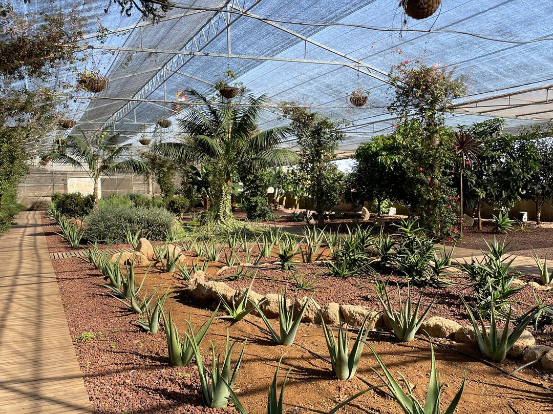 Finca Canarias Aloe Vera-Guimar必去景点
