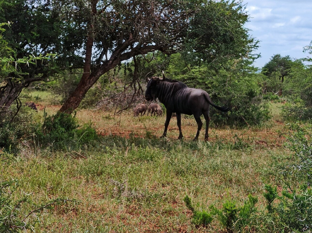 Hluhluwe - iMfolozi Park Wilderness Area景点图片