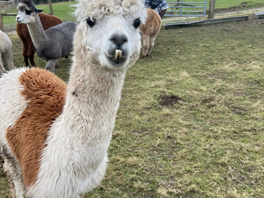 Alpaca Trekking Cornwall景点图片