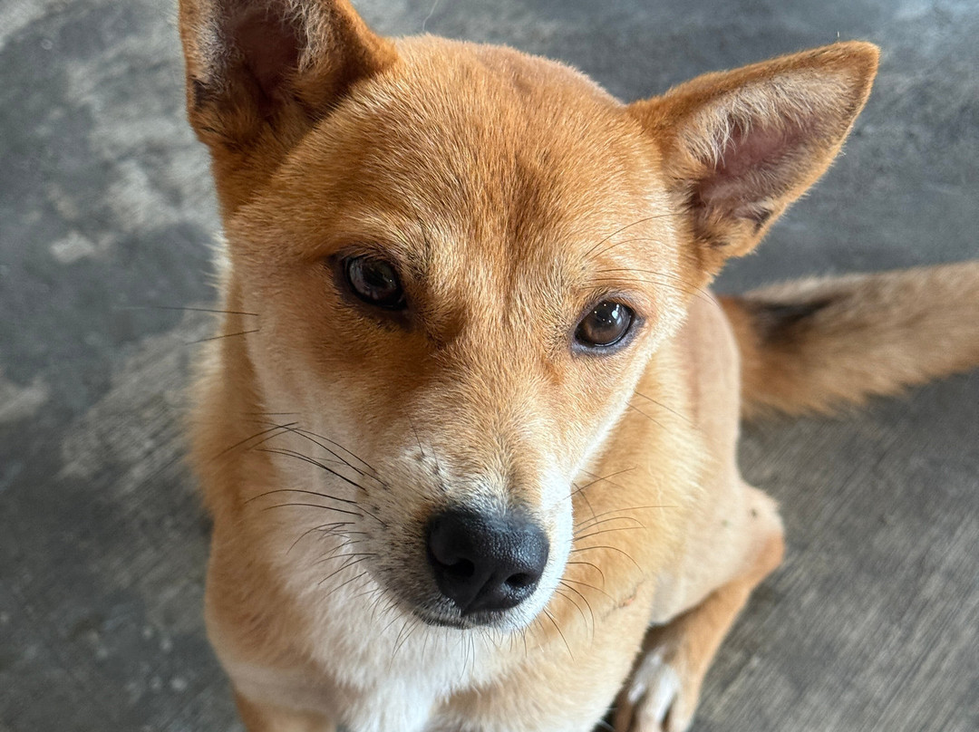 Mate Hoi An Tours-会安必去景点