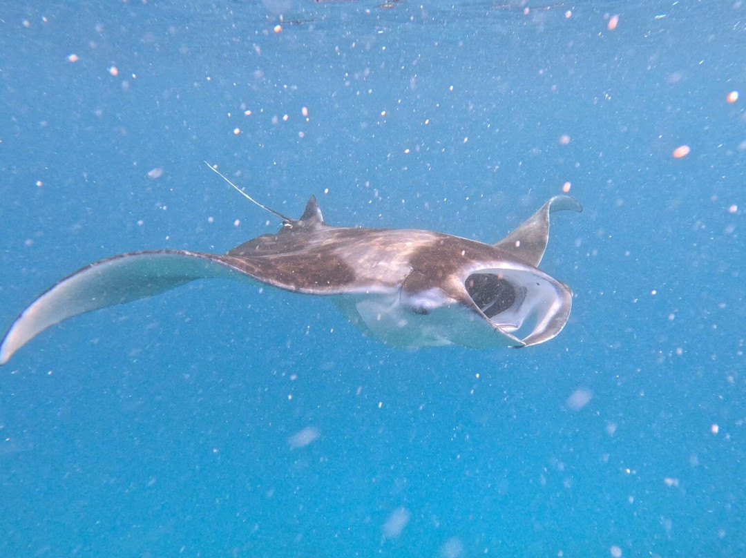 Euro-Divers Club Med Finolhu Villas-马累必去景点