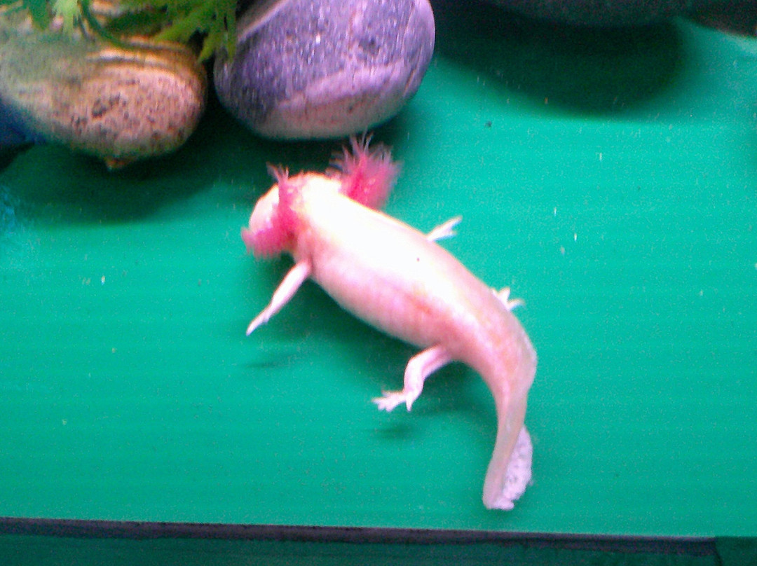 Acuario de Veracruz-韦拉克鲁斯必去景点