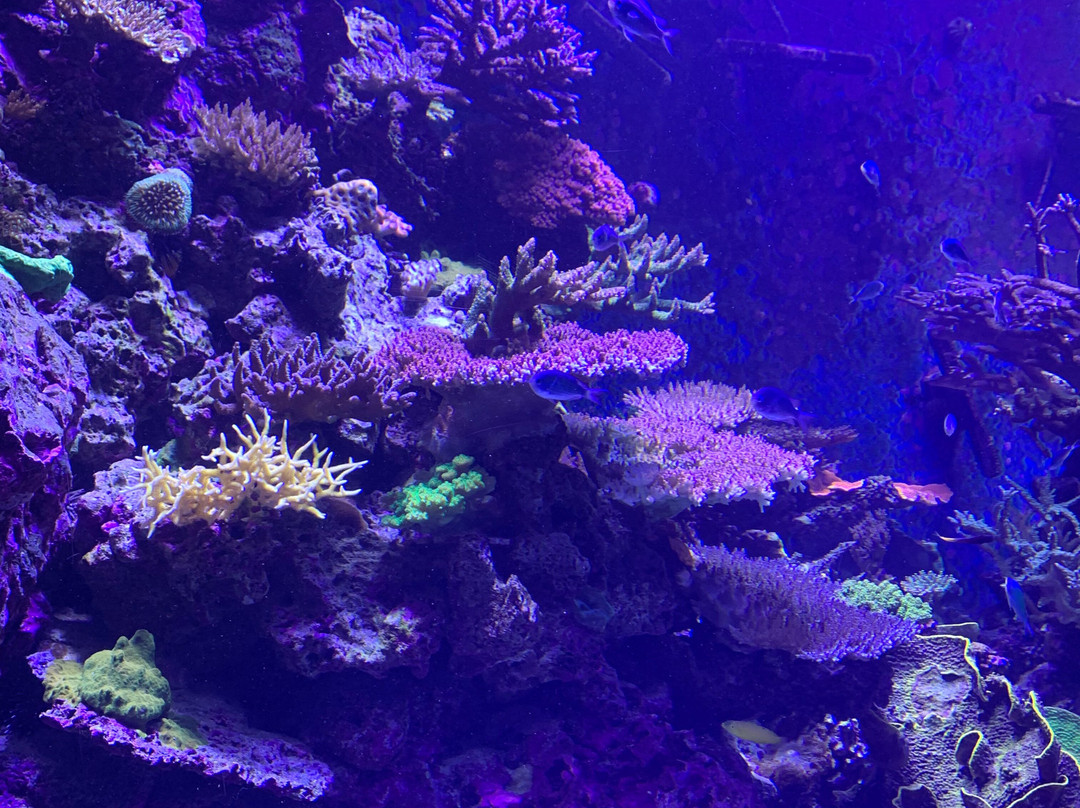 Cairns Aquarium-凯恩斯必去景点