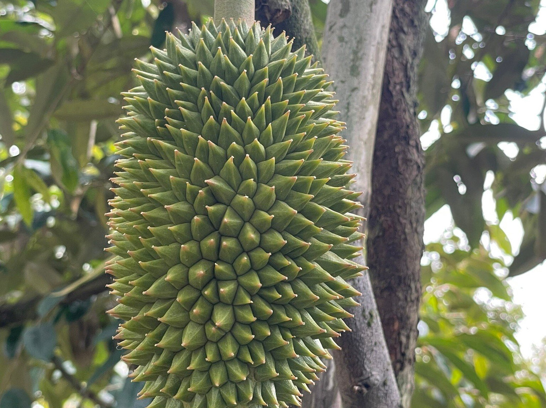 Linh Mekong Tour Can Tho-芹苴必去景点