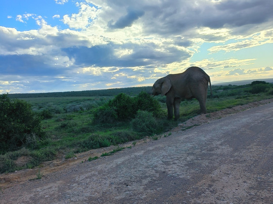 Wildly Safaris-伊丽莎白港必去景点