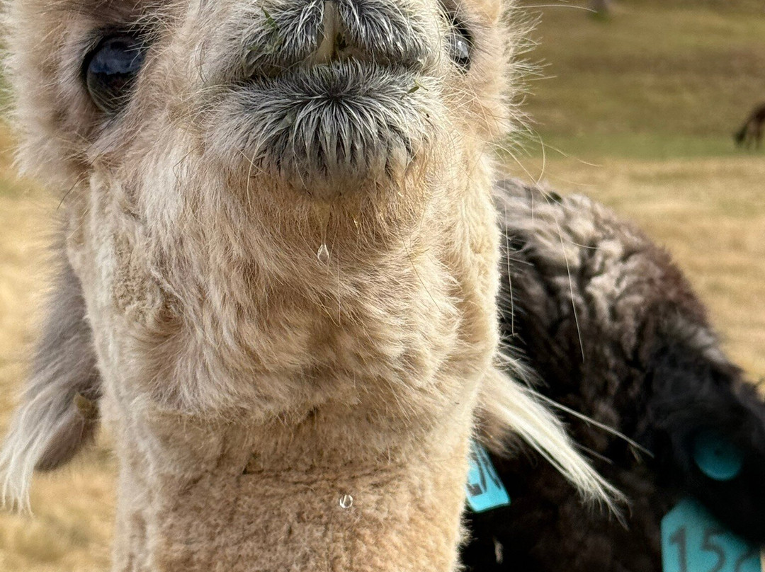 Kepler Mountain View Alpacas-马纳普里必去景点