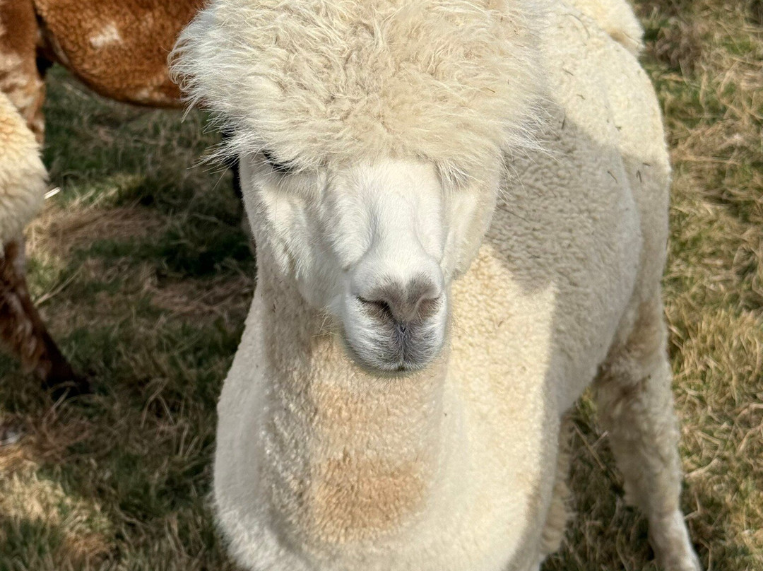 Kepler Mountain View Alpacas-马纳普里必去景点