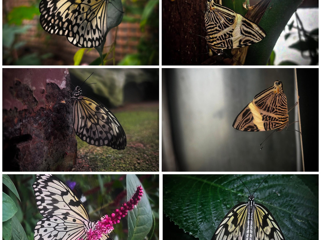 Stratford Butterfly Farm-埃文河畔斯特拉特福必去景点