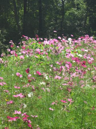 Oak Grove Bed and Breakfast主图