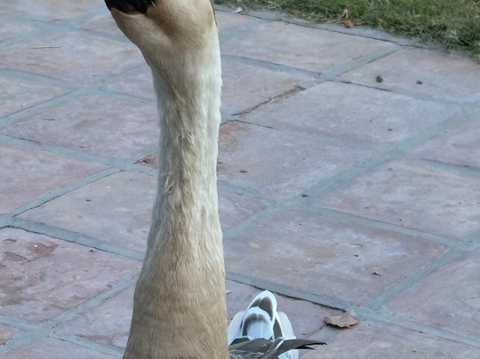 Cabras de Cafayate-卡法亚特必去景点