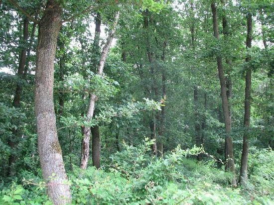 Ferienresidenz Salzberg主图