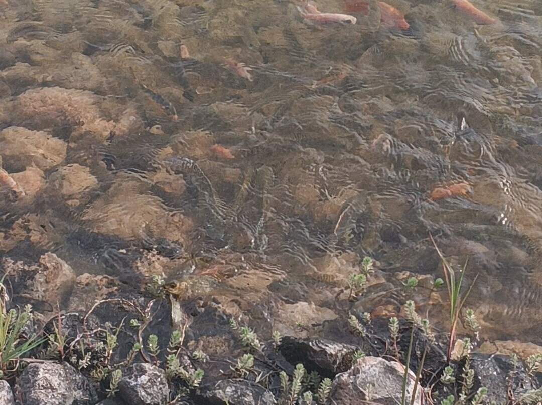 Vinedos San Francisco主图