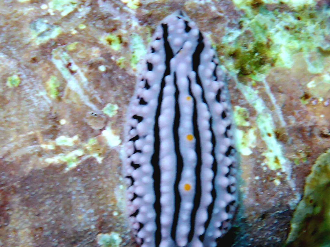 Dive Passion Mauritius景点图片