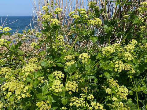 Wild St Ives-圣艾维斯必去景点