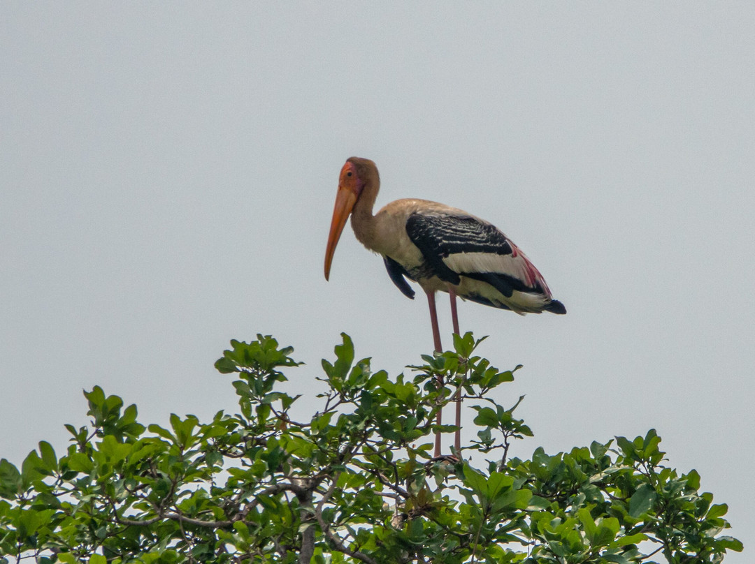 Prek Toal Tours & Travel-暹粒必去景点
