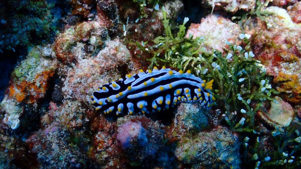 Euro-Divers Club Med Finolhu Villas-马累必去景点