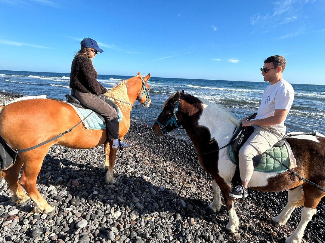 Efippos Horse Farm-维查德必去景点