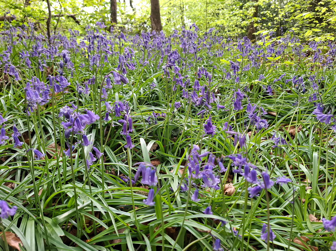 Haresfield Beacon And Standish Wood景点图片