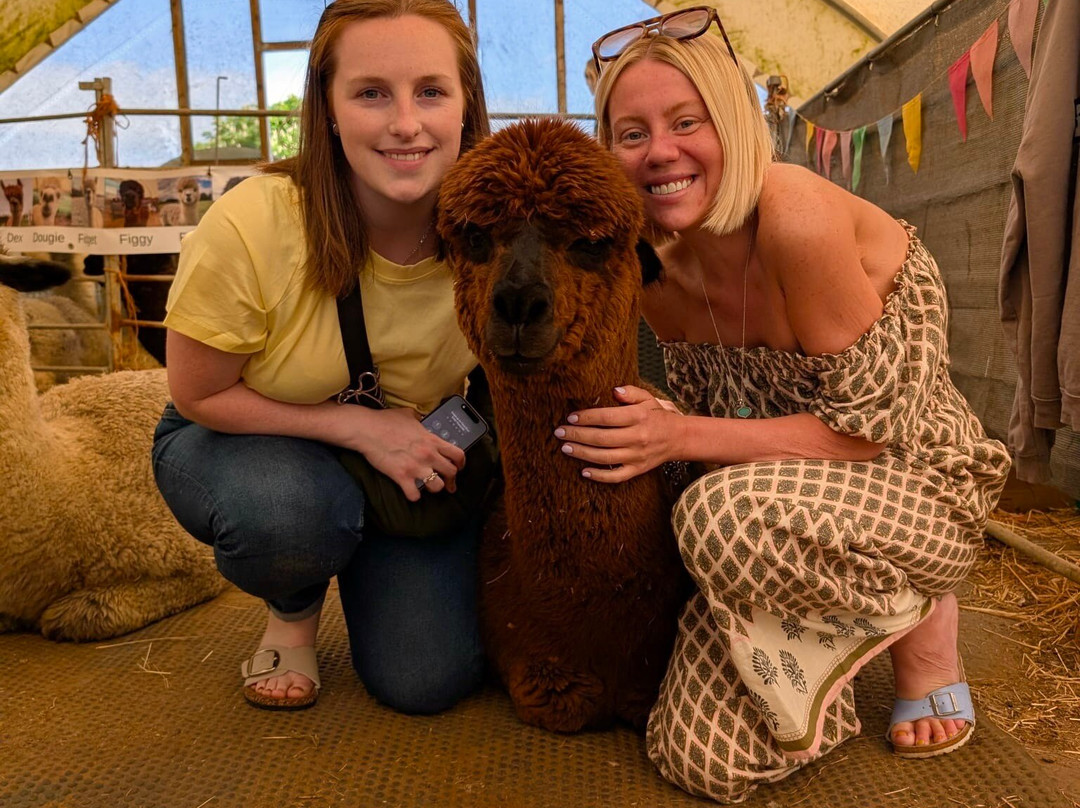 Stubbs Farm Alpacas景点图片