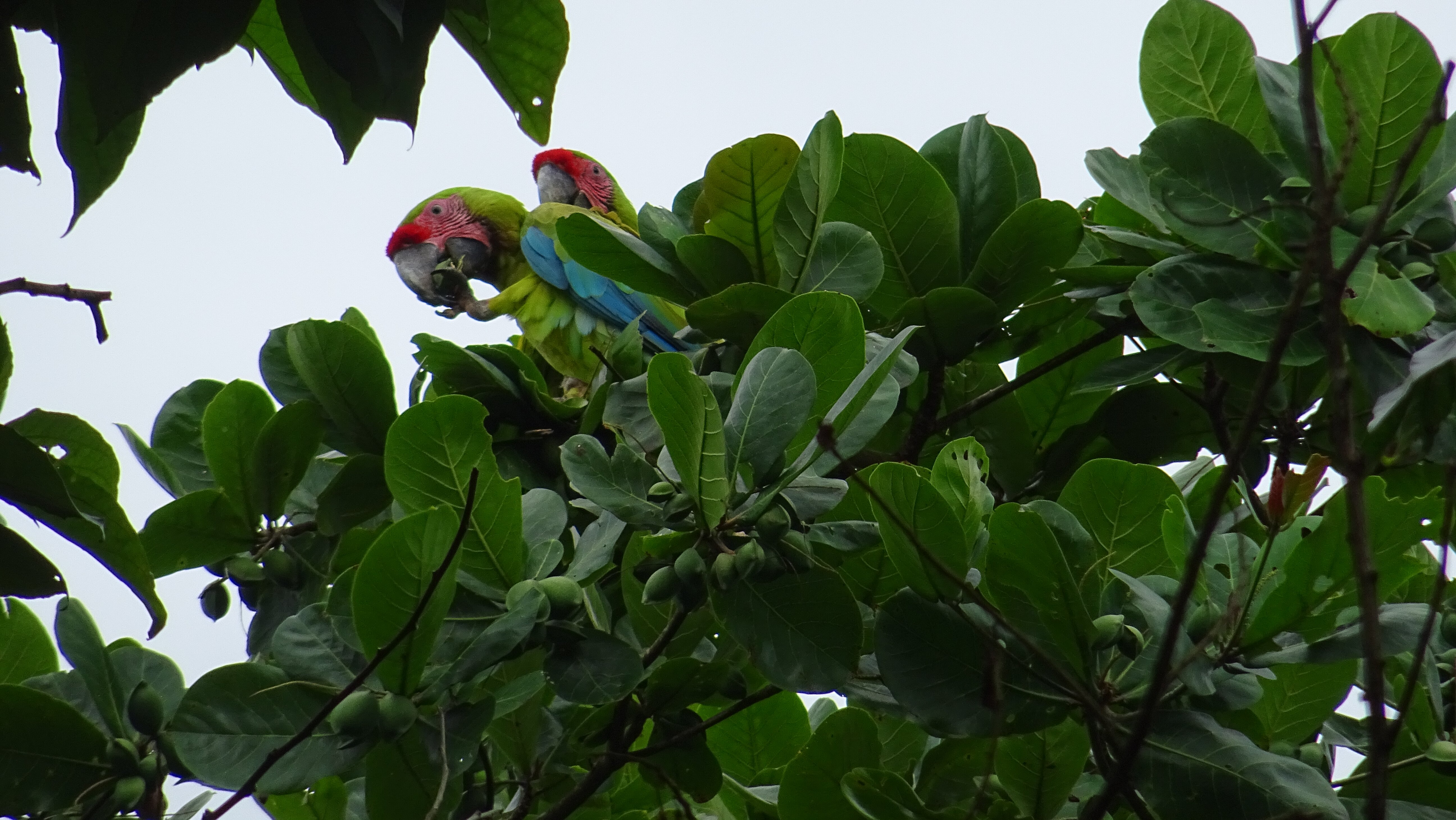 Laguna Lodge Tortuguero-官方
