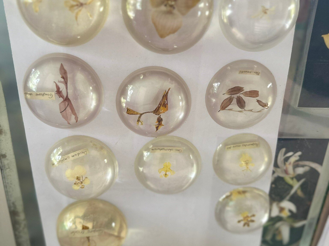 Aprovaca (The Orchid Nursery & Conservation Center)-安东谷必去景点