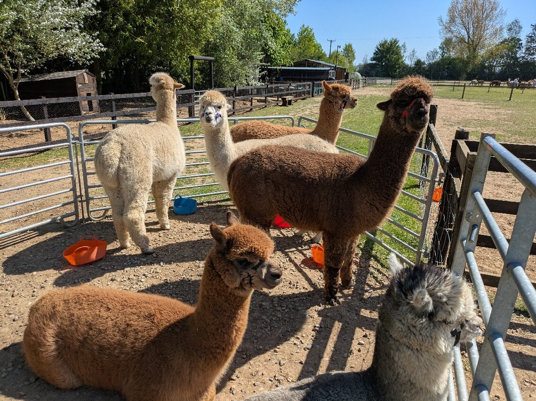 Butterwick Alpaca Retreat and Trekking