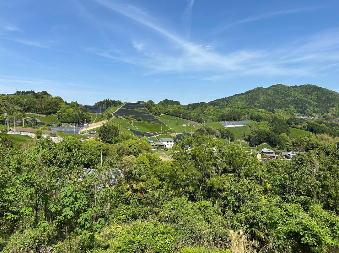Ishitera Tea Plantation-和束町必去景点
